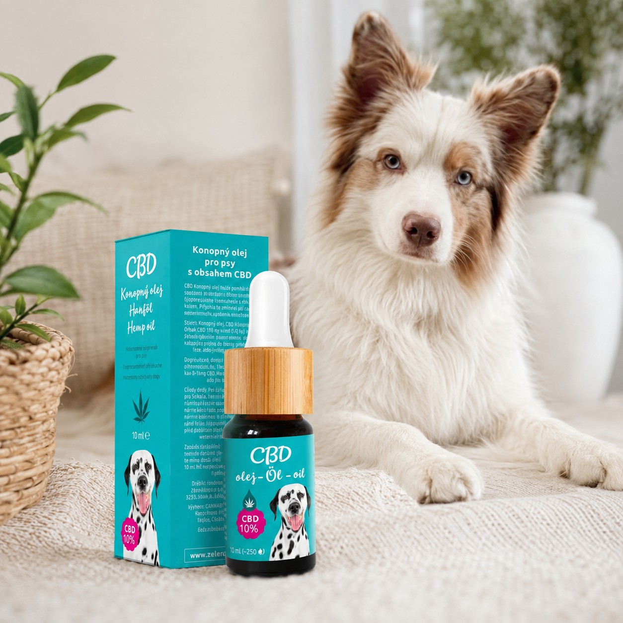 Zelená země CBD olej pro psy 10 procent 10 ml
